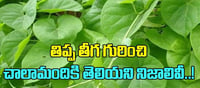 తిప్పతీగ వల్ల కలిగే ప్రయోజనాలివే.. ఈ షాకింగ్ విషయాలు మీకు తెలుసా?
